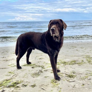 Rügen – Urlaub mit Hund