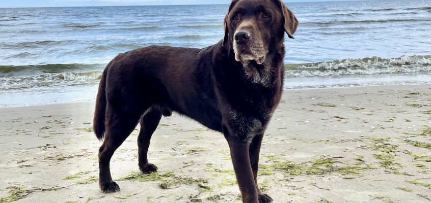 Rügen – Urlaub mit Hund